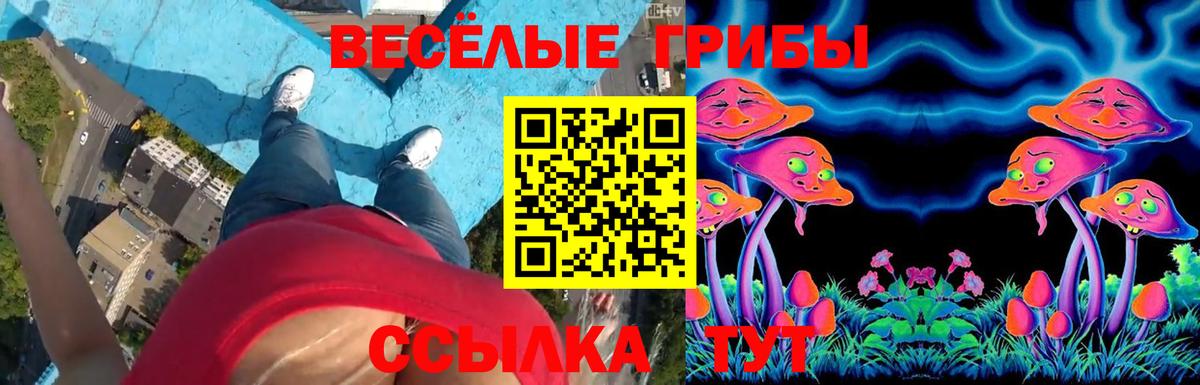 Чехов  Галлюциногенные грибы Psilocybine cubensis  Вход с VPN 